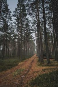 las piaśnicki koło Wejherowa