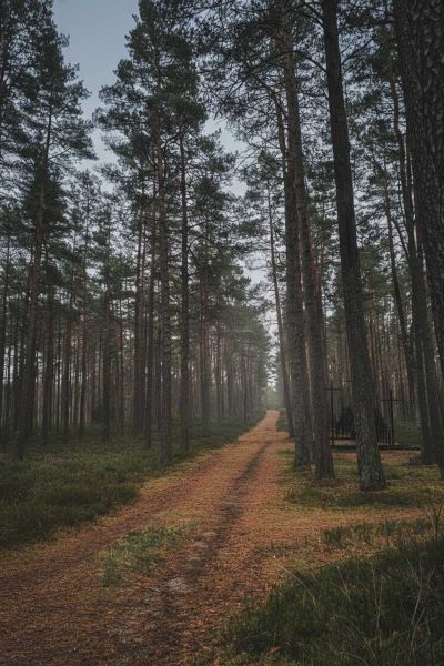 Las Piaśnicki okolice Wejherowa
